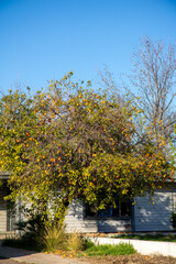 Naklejka premium Ripe oranges hanging from twigs of orange tree against blue sky during warm winter in Arizona