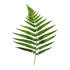 a brunch of Fern frond isolated on white background