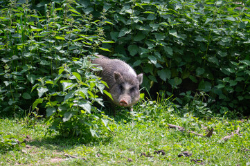 Wild boar in high nettle