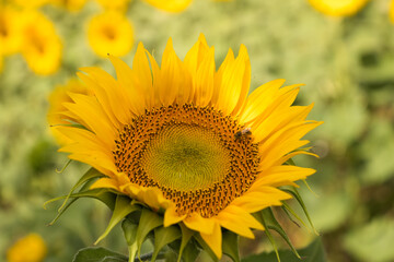 Obraz premium Field of yellow sunflowers in an agricultural plantation in andalusia, spain, on the sunflower there is a bee collecting pollen. In the background blue sky and white clouds. Organic farming concept.