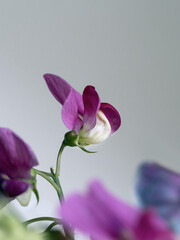 Warme Farben in Natur, Einzelblüte Wicke pink lila