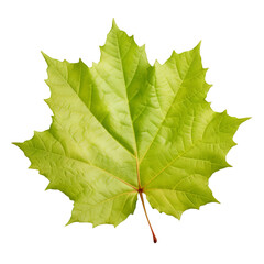 a brunch of Sycamore leaf isolated on white background