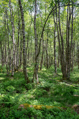 Birch forest