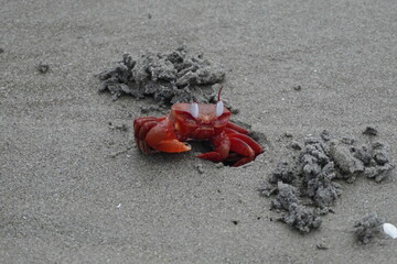 A very attractive red crab naturally found in Kuakata, Bangladesh.