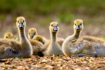 3 Little Goslings