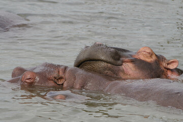 Hippo