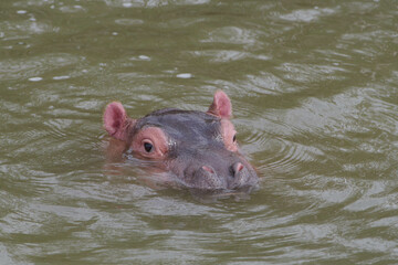 Baby Hippo