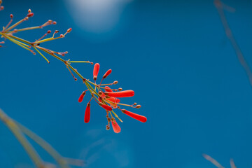 Red flowers on blue background