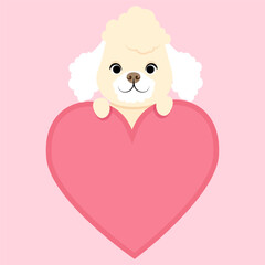 Cute white poodle with a heart