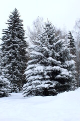 Winter spruces under a pile of snow.