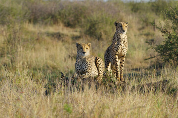 Cheetah © Wolfgang