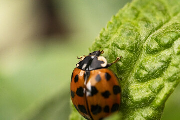Obraz premium ladybug on green leaf. ladybird or coccinellidae close up. Ladybug tropical forest wildlife focus dynamic.