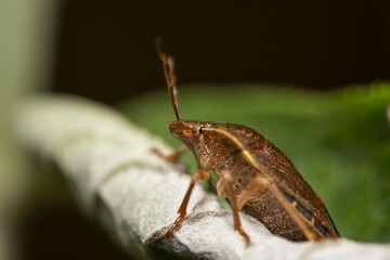 Macro photograph of Otiorhynchus sulcatus (Vine Weevil). Native to Europe but common in North America as well. It is a pest of many garden plants