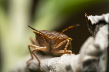 Macro photograph of Otiorhynchus sulcatus (Vine Weevil). Native to Europe but common in North America as well. It is a pest of many garden plants