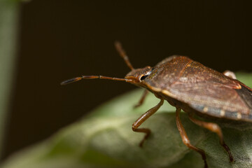 Macro photograph of Otiorhynchus sulcatus (Vine Weevil). Native to Europe but common in North America as well. It is a pest of many garden plants