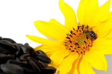  A wasp sits on a yellow sunflower flower.