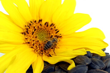 Obraz premium A wasp sits on a yellow sunflower flower.
