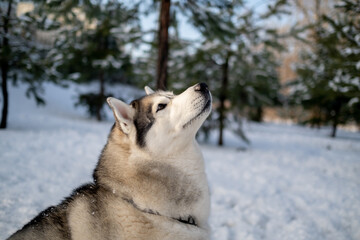 Siberian Husky in nature. Portrait of a husky against the backdrop of a winter landscape.