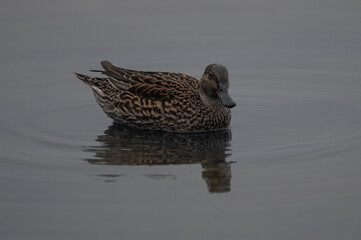 Anas crecca - Eurasian Teal - Sarcelle d'hiver
