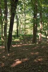 forest in the morning