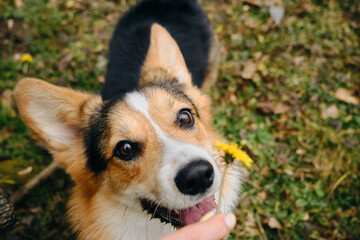Welsh corgi Pembroke Tricolor walks in the park in early spring. Female pet owner holds a yellow dandelion in her hands and gives the dog a sniff of the flower. Top view close portrait.