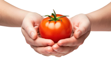 A person holds a ripe tomato in their hands, showcasing the vibrant red color and the garden-fresh quality of the vegetable. Isolated.