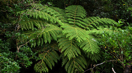 Farn Baum in Neuseeland