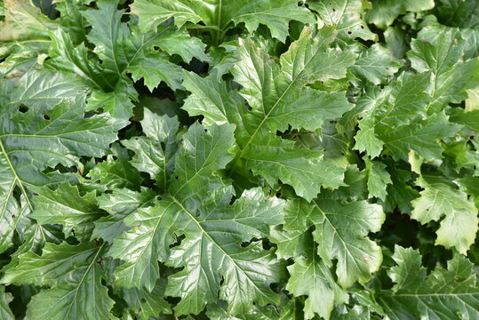 Acanthus mollis en hiver au jardin