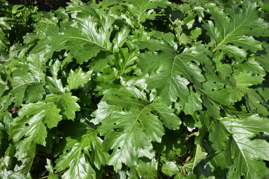 Acanthus mollis en hiver au jardin