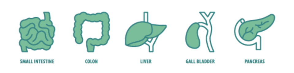 Pancreas, Gall bladder, Liver, Colon, Small intestine editable stroke outline icons set isolated on white background flat vector illustration.