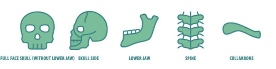 Collarbone, Spine, Lower jaw, Skull side, Full face skull (without lower jaw) editable stroke outline icons set isolated on white background flat vector illustration.