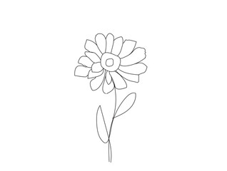 Daisy Flowers Isolated on White Background.line art daisy, National Flower of Latvia.Eps10.
