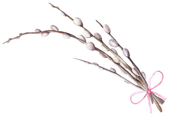 A bouquet of spring young willow branches with fluffy buds and a pink bow. Hand drawn isolated watercolor illustration. For designing invitations, greeting cards, packaging