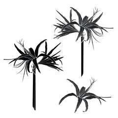 Decorative clivia amaryllis branch flowers set, design element. Can be used for cards, invitations, banners, posters, print design. Floral background in line art style. - 737370348