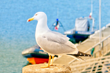 Portrait of seagull looking out to water