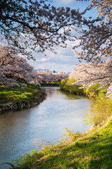 Fototapeta na wymiar 満開の桜咲く川辺