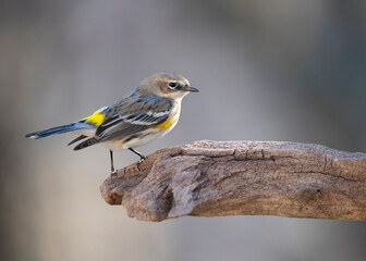 warbler on rock perch