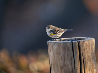 warbler on wood perch
