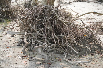Dried roots of mangrove trees in Bangladesh