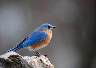 bluebird on perch