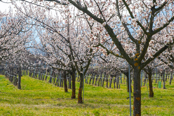 Apricot garden bloom in the Wachau valley, Lower Austria