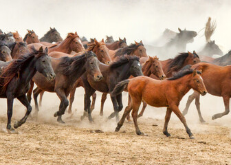 Running Horses.1