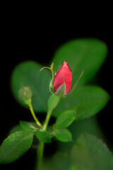 Red bud of rose on nature background