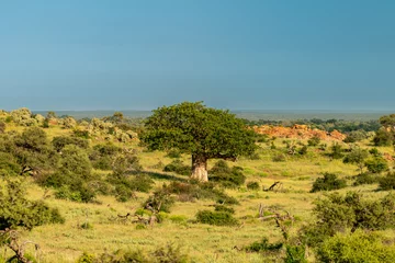 Deurstickers African Baobab Tree in beautiful scenery. © Franz