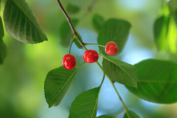 Red cherries in cherry tree