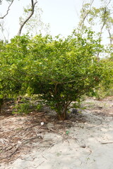 Mangrove forest  at the southern part of Bangladesh.