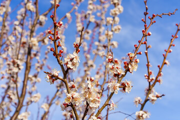 Flowers and flowering trees in early spring. Spring background with copy space