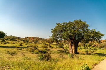 African Baobab Tree in beautiful scenery. - obrazy, fototapety, plakaty
