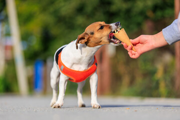 Cute Jack Russell Terrier dog eats ice cream on a walk in the park. Pet portrait with selective focus