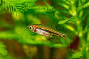 Kubotai Rasbora (Microdevario kubotai). Nano fish tank, aquarium fish.